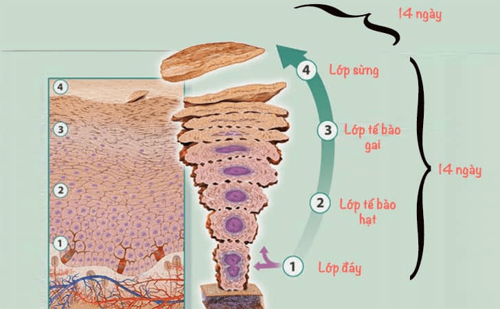 Chu kỳ thay da sinh lý tại các lớp của Thượng bì