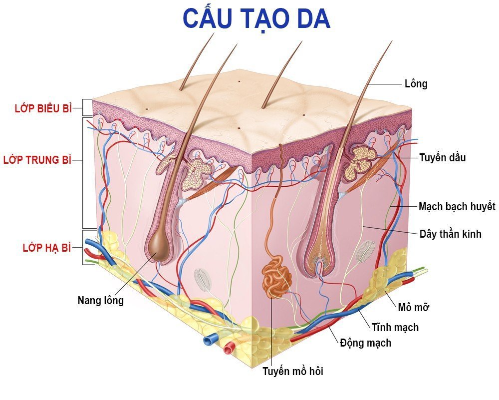Cấu trúc của da