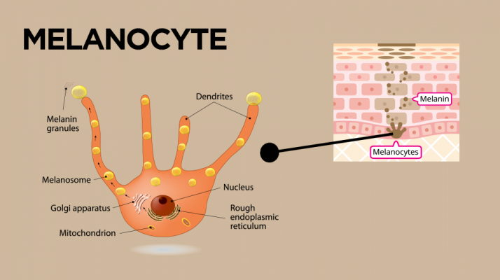 Tế bào Melanocyte